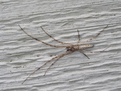 Tetragnathidae