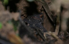 Incilius melanochlorus