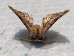 Apochima flabellaria