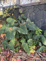Xanthosoma robustum