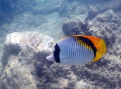 Chaetodon lineolatus