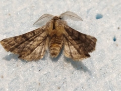 Apochima flabellaria