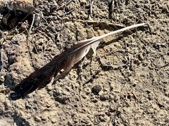 Cathartes aura