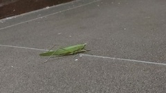 Euconocephalus varius