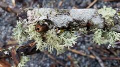 Lecanora caesiorubella