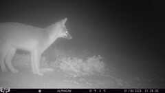 Urocyon cinereoargenteus