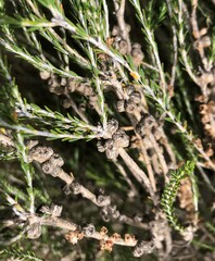 Melaleuca brevifolia