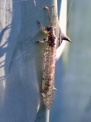 Protoplectrini