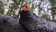 Phlebia radiata