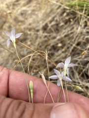 Wahlenbergia luteola