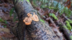 Phlebia radiata