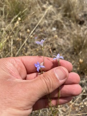 Wahlenbergia luteola