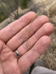 Wahlenbergia luteola