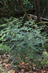 Phyllanthus gunnii