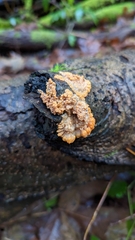 Phlebia radiata