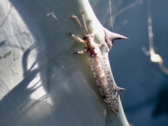 Protoplectrini