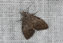 Nola pleurosema