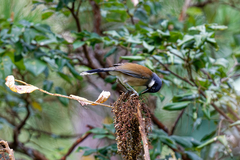 Pterorhinus vassali
