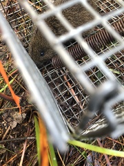 Rattus lutreola