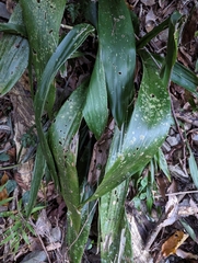 Aspidistra daibuensis