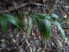 Tropidia curculigoides