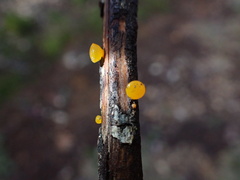 Dacrymycetaceae