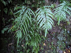 Pteris formosana
