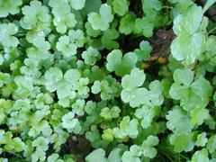 Hydrocotyle heteromeria