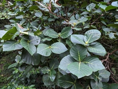 Neonauclea reticulata