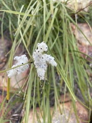 Tarchonanthus littoralis