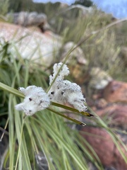 Tarchonanthus littoralis