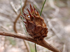 Cylindrococcus spiniferus