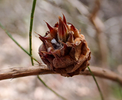 Cylindrococcus spiniferus