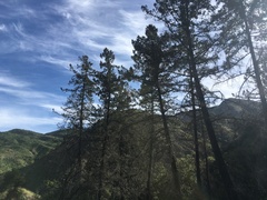 Pseudotsuga macrocarpa