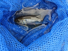 Opsariichthys pachycephalus