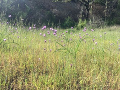 Chlorogalum pomeridianum