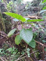 Solanum betaceum