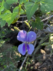 Vigna unguiculata