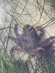 Taliepus nuttallii