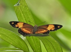 Cupha prosope
