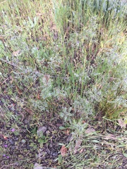 Poa bulbosa