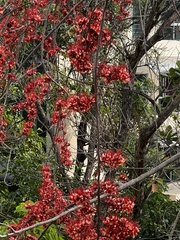 Barnebydendron riedelii