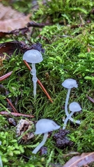 Roridomyces roridus