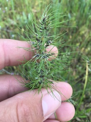 Poa bulbosa