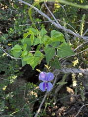Vigna unguiculata