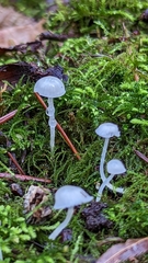 Roridomyces roridus