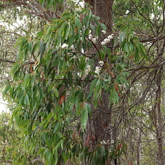 Eucalyptus radiata radiata
