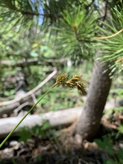 Carex praticola
