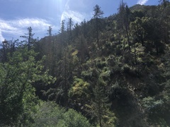 Pseudotsuga macrocarpa