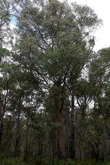 Eucalyptus radiata radiata
